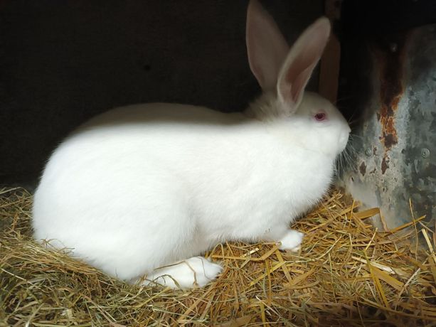 Продаються кролики породи термонська біла!!!