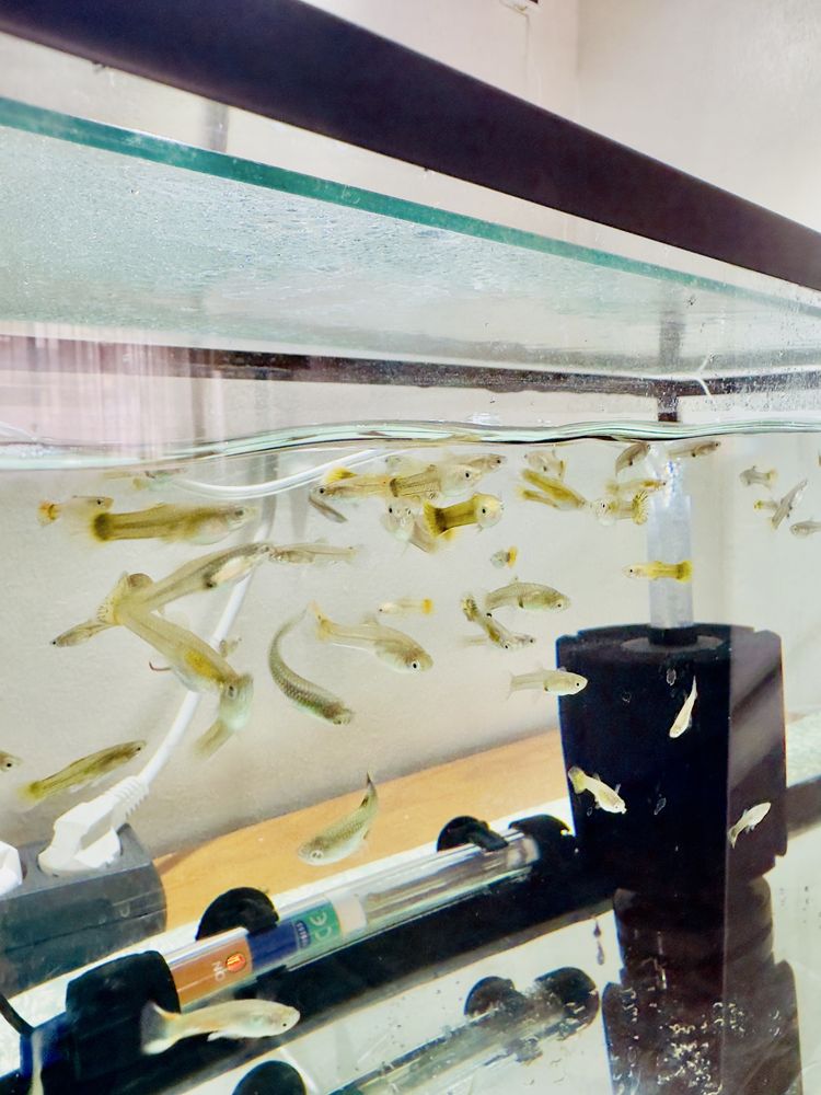 Guppys, comida e camaroes