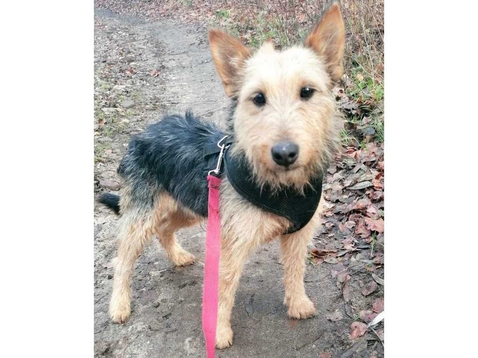 Mały (8kg), ŁAGODNY, spokojny pies -możliwy dowóz