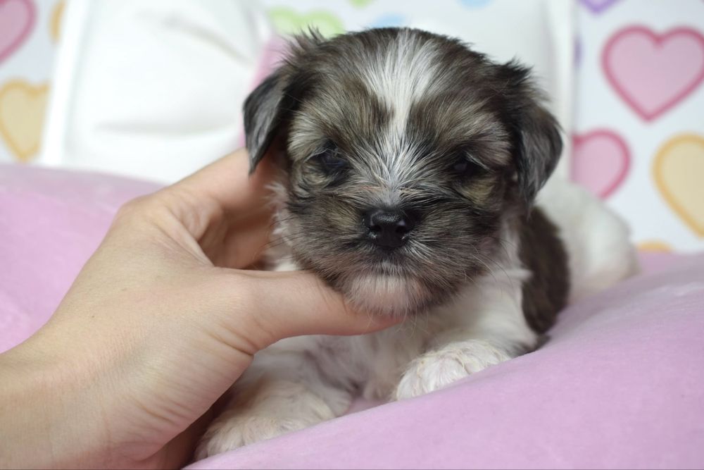 Biewer Terrier Blueberry cudny maluszek merle