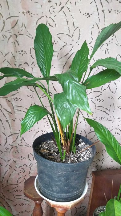 Спатіфіліум, жіноче щастя (квітучий), спатифиллиум