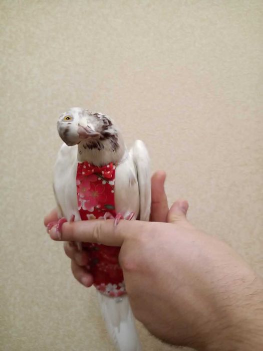 Подгузник Сакура памперс для птички птицы