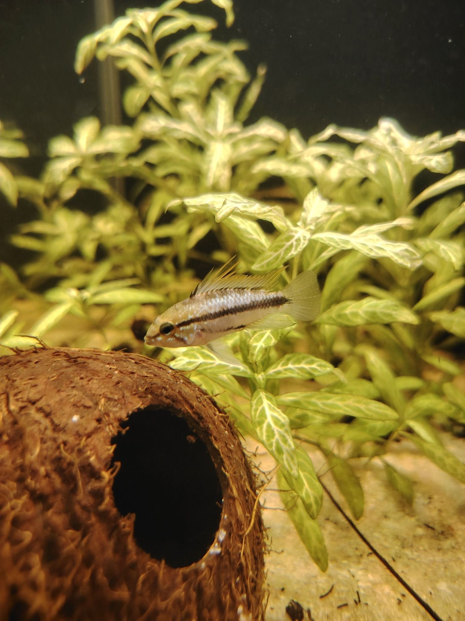 Casal Apistogrammas trifasciata