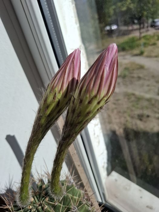 Кактусы -постоянно цветущие.