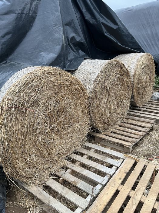 Rolos de feno exclente qualidade