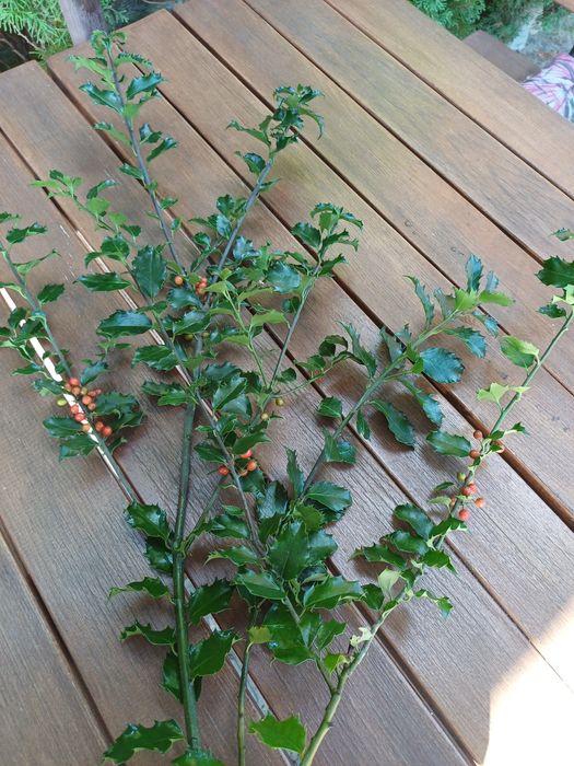 Gałązki  ostrokrzewu