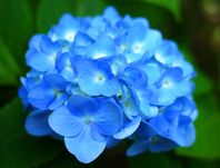 Гортензія широколиста 
the son of a dove  синь голуба (macrophylla).