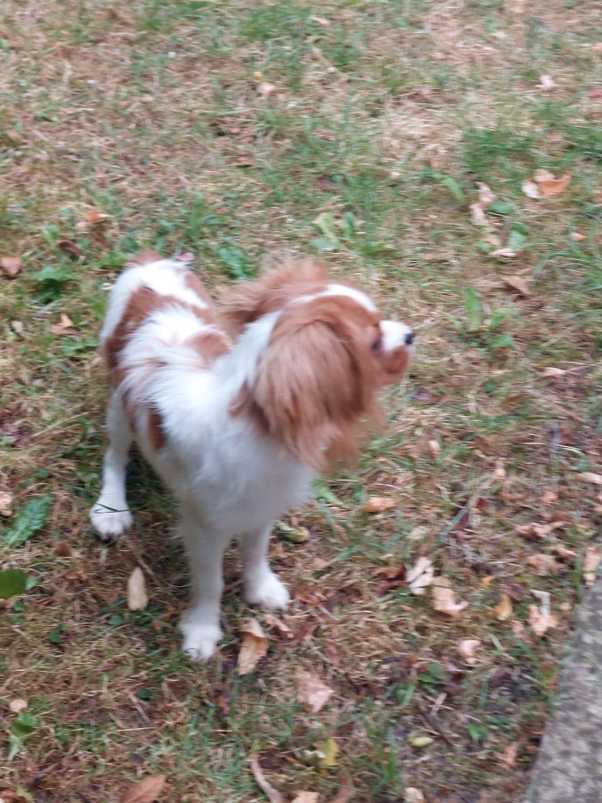Cavalier King Charles spaniel piesek z rodowodem SWKIPR