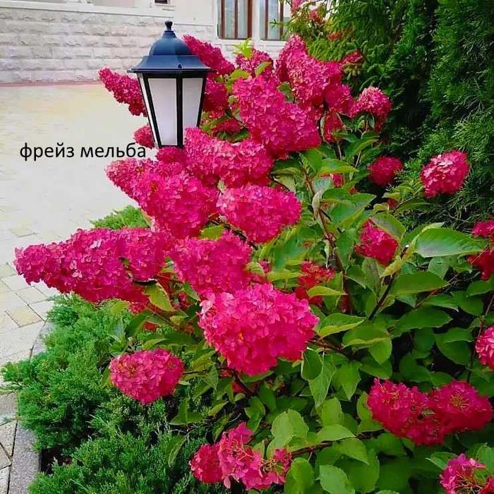гортензия ванила фрейз