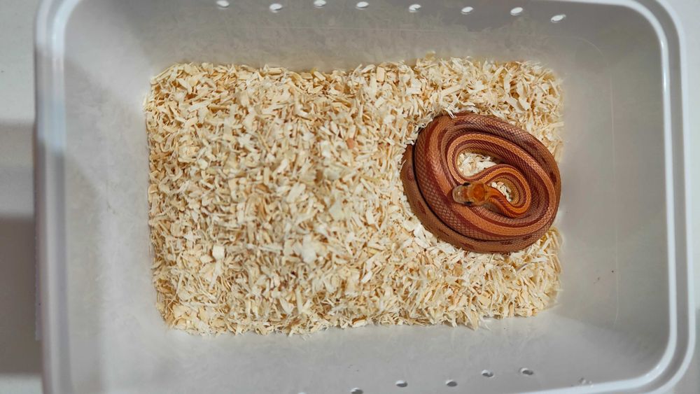 Wąż zbożowy - różne odmiany barwne