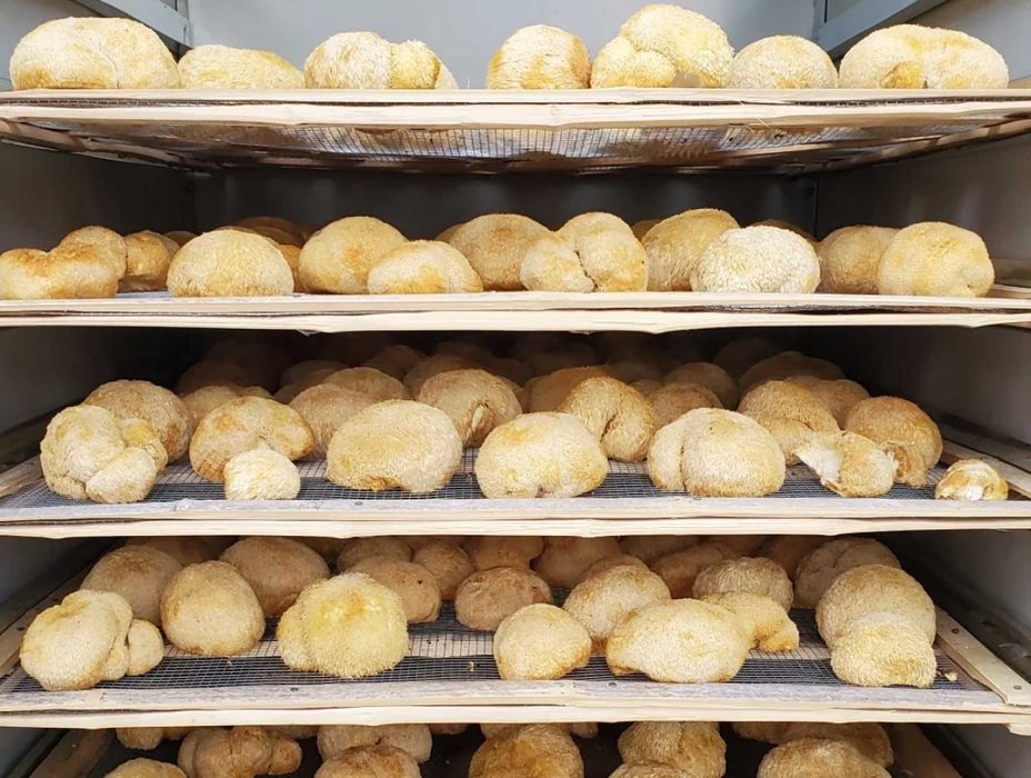 Lion's Mane, фермерський Їжовик Гребінчастий 〉Вирощений у Карпатах...