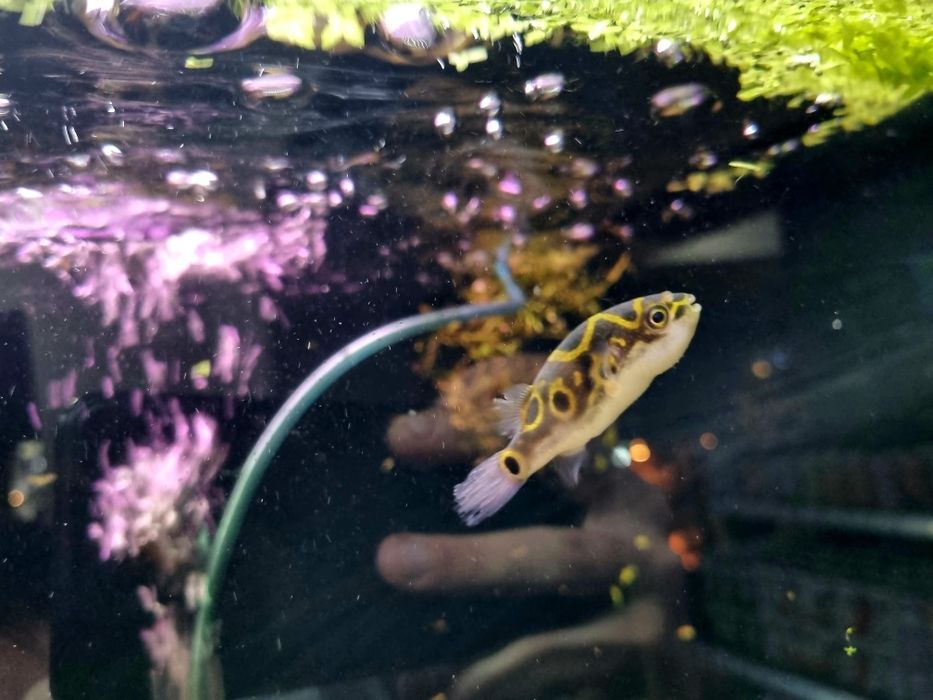 Kolcobrzuch dwuplamy/ Kolcobrzuch z ósemką (Tetraodon biocellatus)