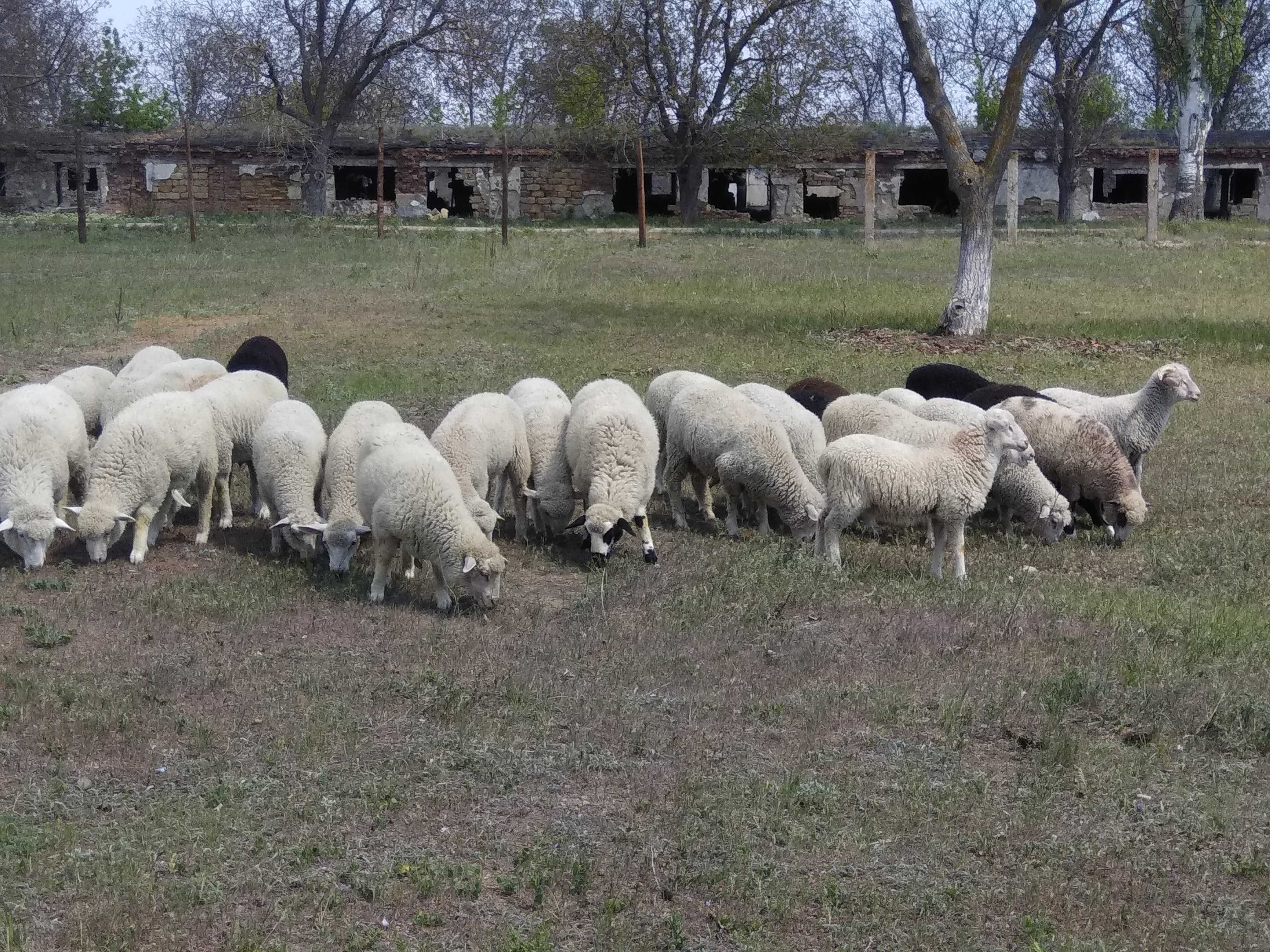 Ягнята баранчики овцы