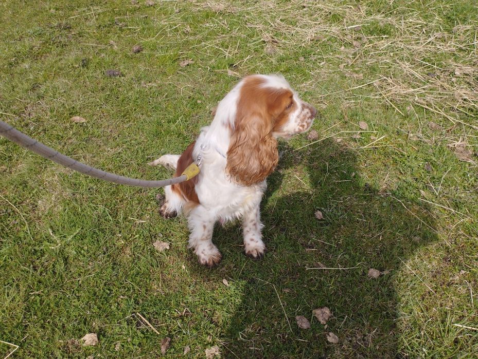 Cocker Spaniel Angielski