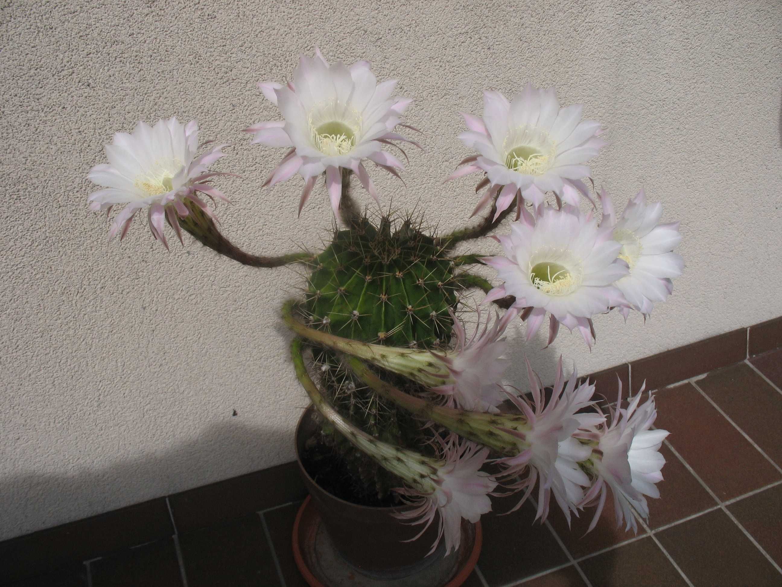 Sadzonka kaktusa kwitnącego