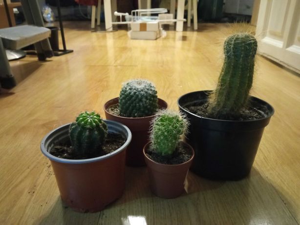 Kaktusy cztery odmiany