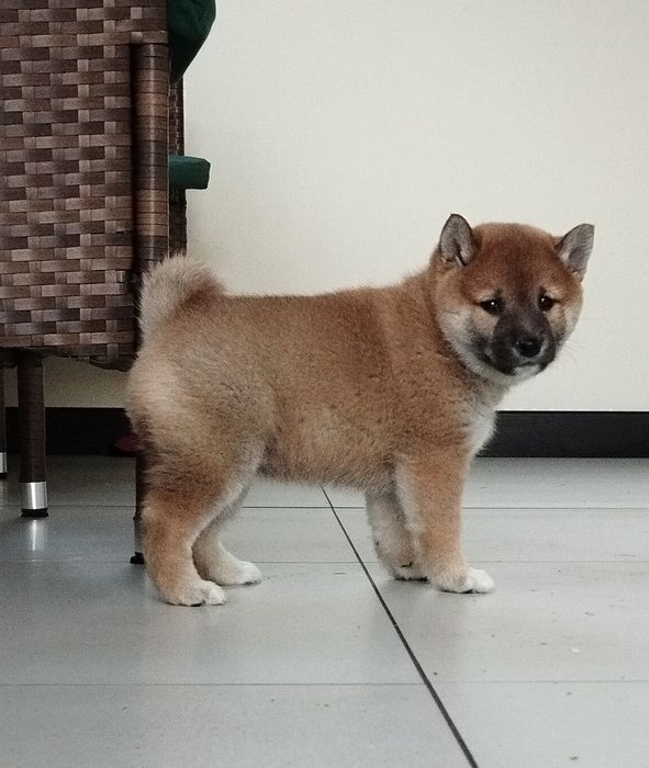 Shiba inu szczenię