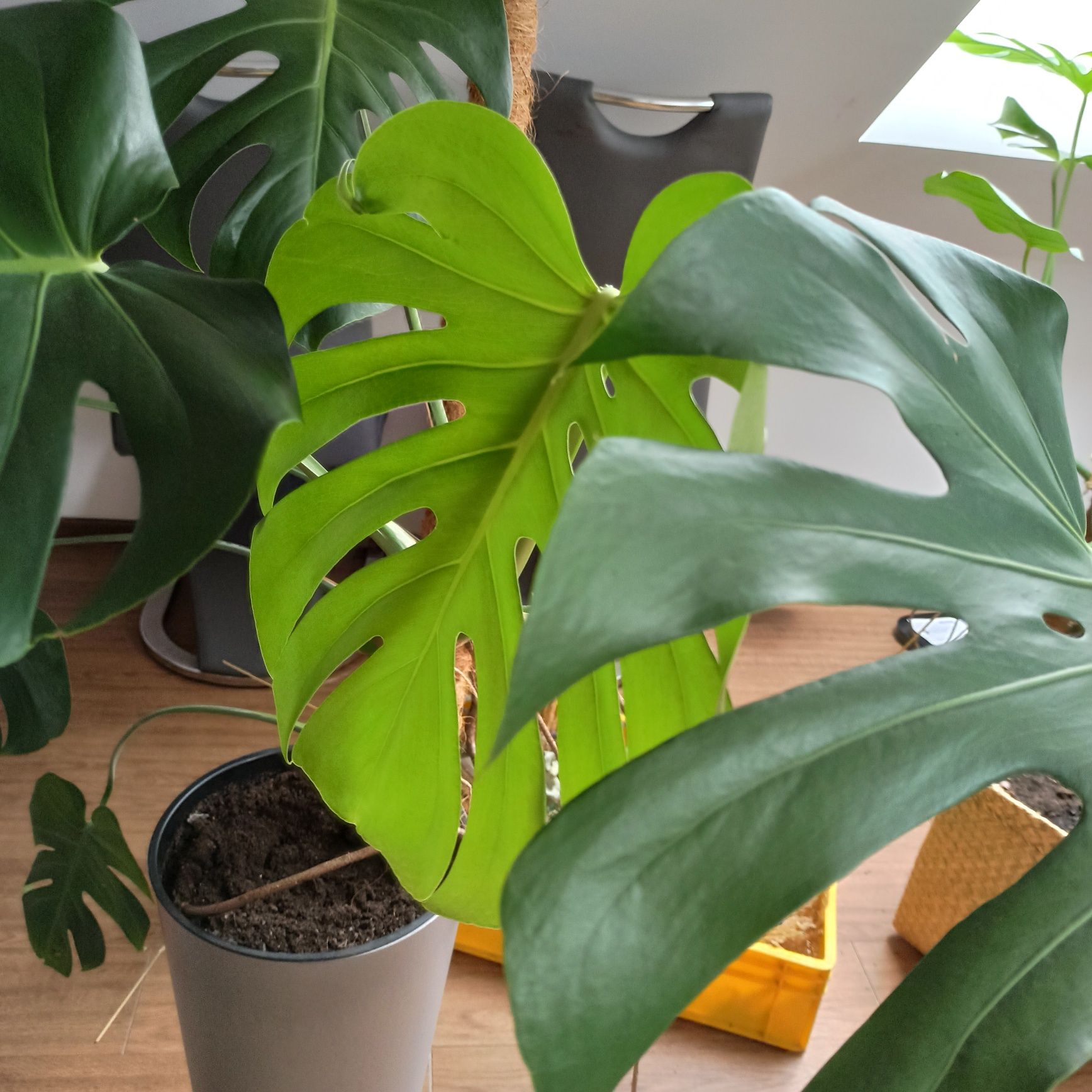 Monstera z doniczką