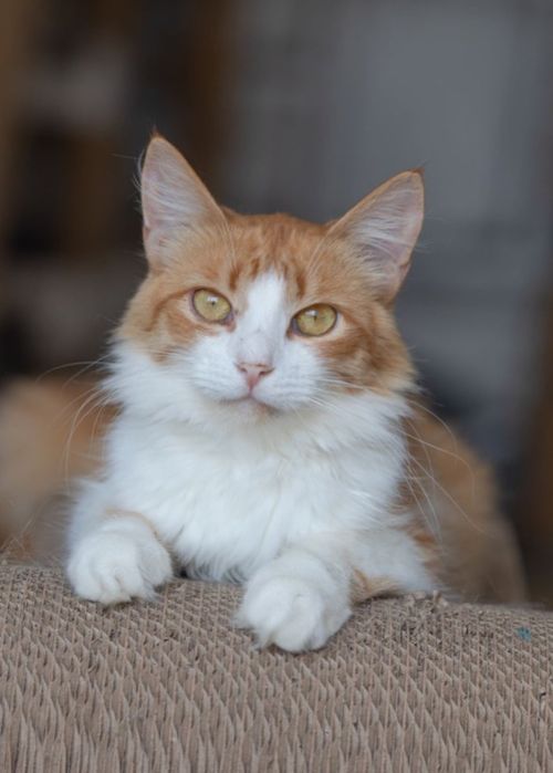 Кот Рон 1 годик котенок, кот