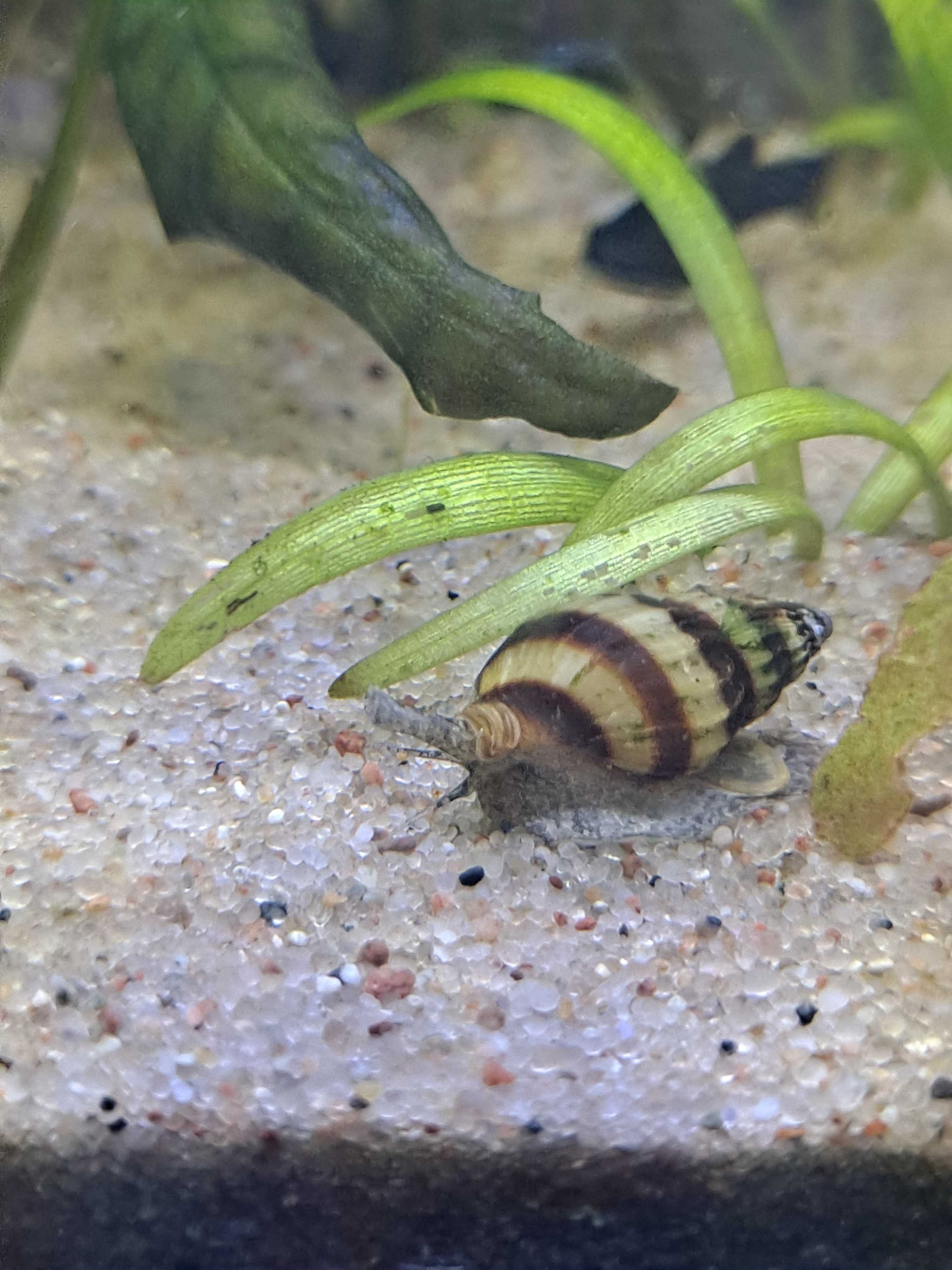 Ślimaki helenki - pogromcy ślimaków