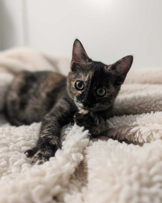 Setúbal / Margem Sul / Lisboa — LALA, gatinha para adoção