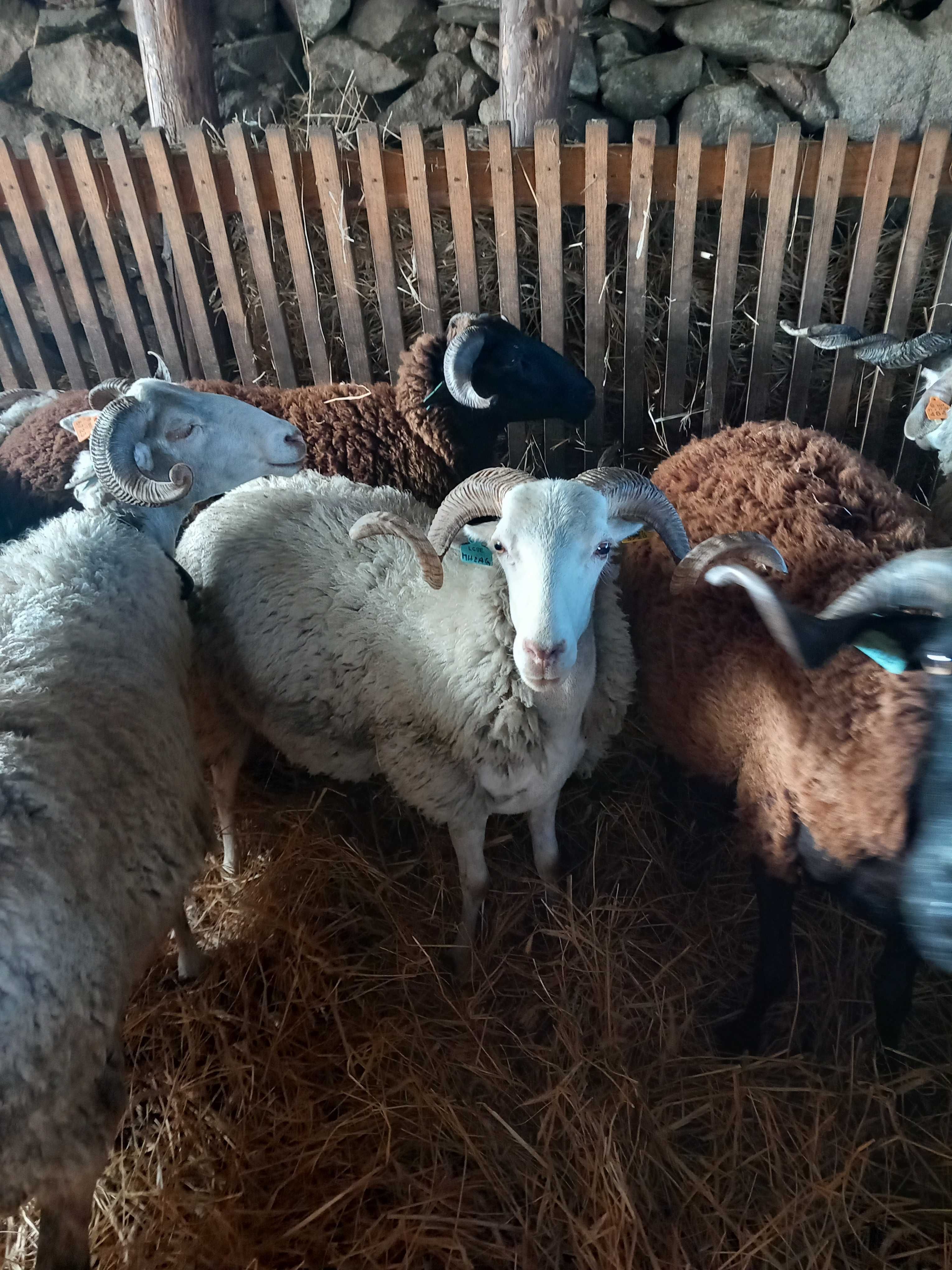 10 ovelhas novas + borregas/os, raça Bordaleira Serra da Estrela, MPB