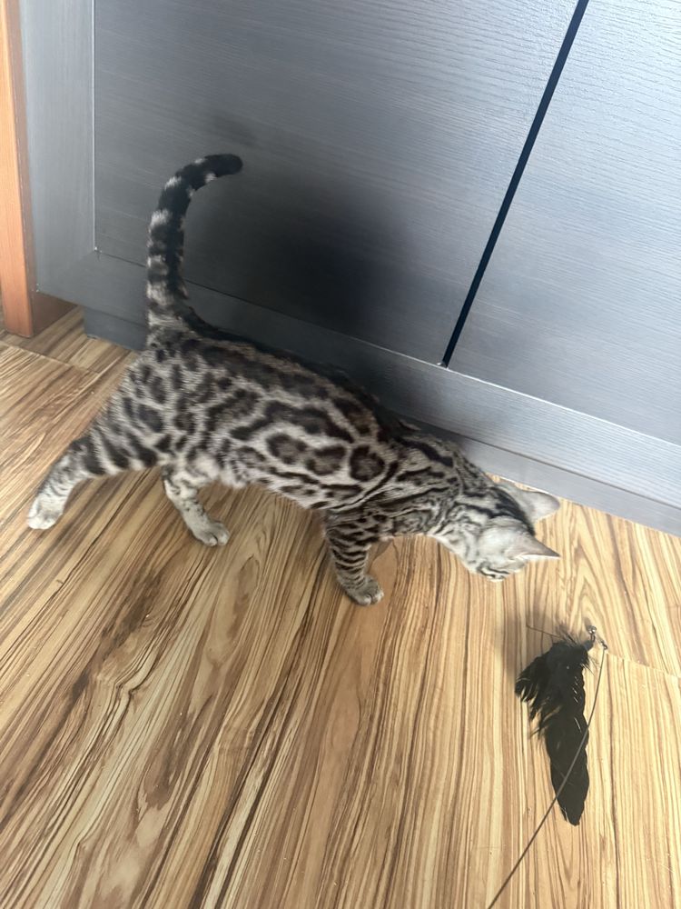 Kocurek bengslski srebrny. GOTOWY DO ODBIORU !