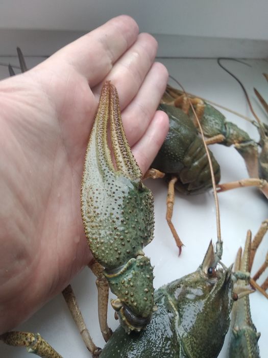 Живі річкові раки