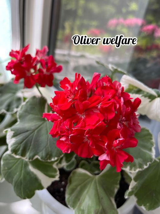 Сортові педаргонії, сортова пеларгонія , живці пеларгоній