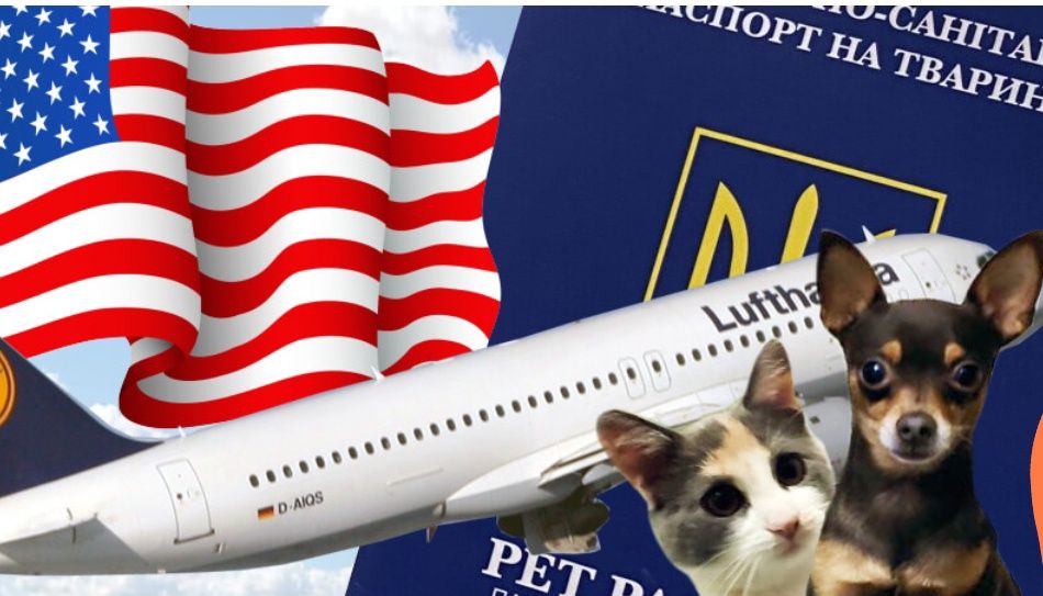 Ветеринарні документи для тварин для поїздки до США