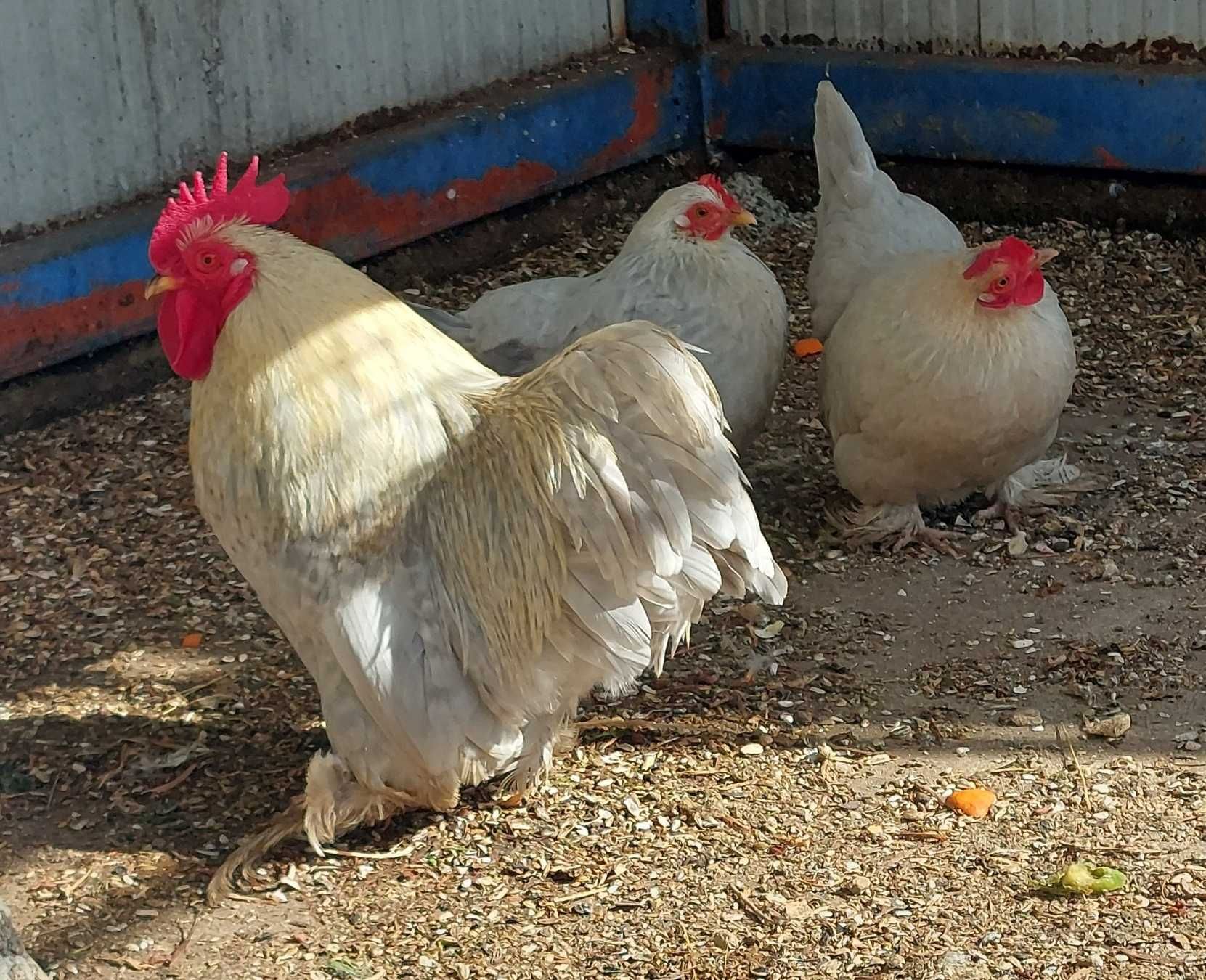 Trio de Galinhas Cochin em Postura