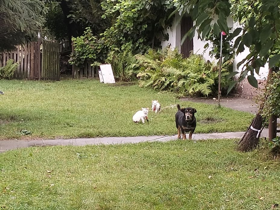 Sprzedam indyki staropolskie