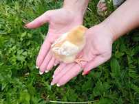 Kura kury Rosy pisklaki kury Rosy naturalne ekologiczne kury