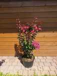 Lagerstroemia indyjska, krzewy ozdobne, rośliny egzotyczne