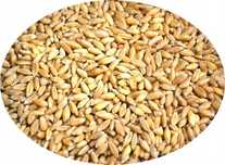 Pszenżyto ekologiczne z certyfikatem AGRO BIO TEST EKO