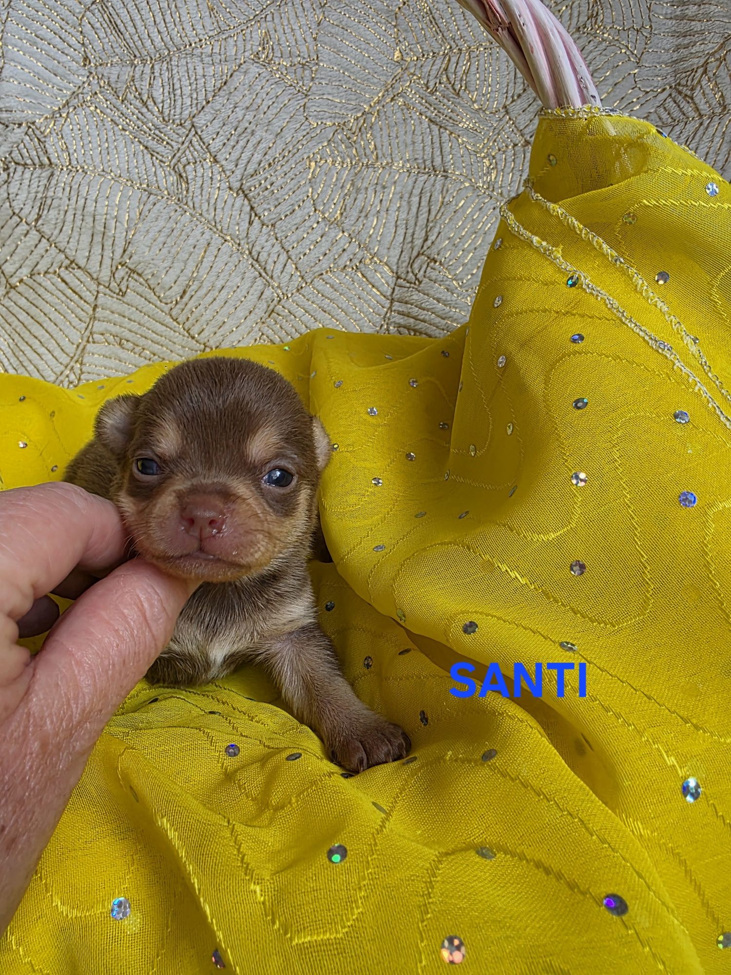 SANTI  choco tan