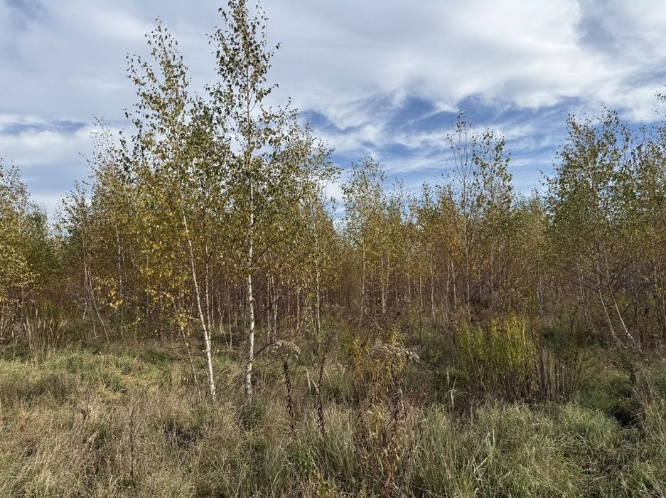 Brzoza grab sosna brodawkowata Betula pendula sadzonki drzewa 2m 3m 4m