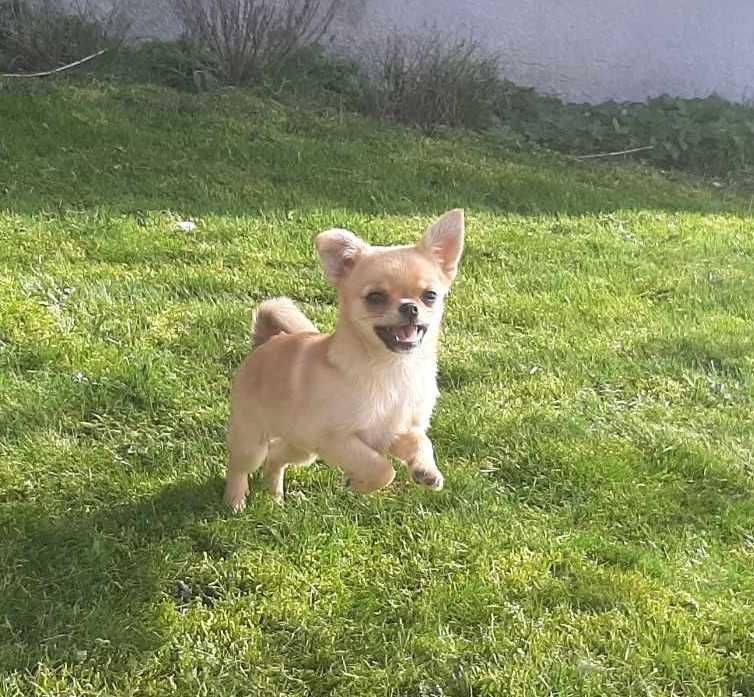 Suczka Chihuahua złota po rodzicach zkwp FCI