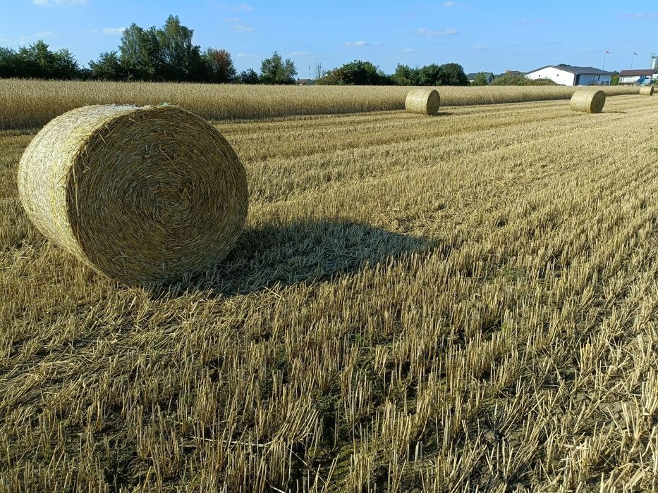 Sprzedam słome żytnia belka 130 sezon 2025