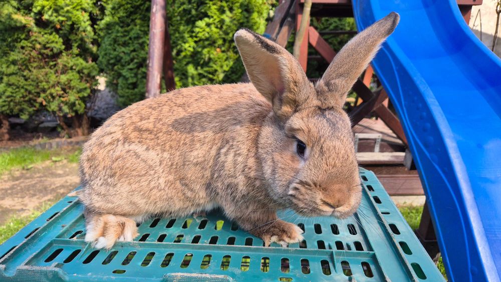 Królik SAMIEC - z 20.02.2025