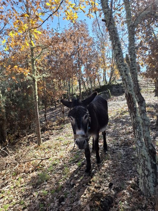 Vendo burro trabalhador