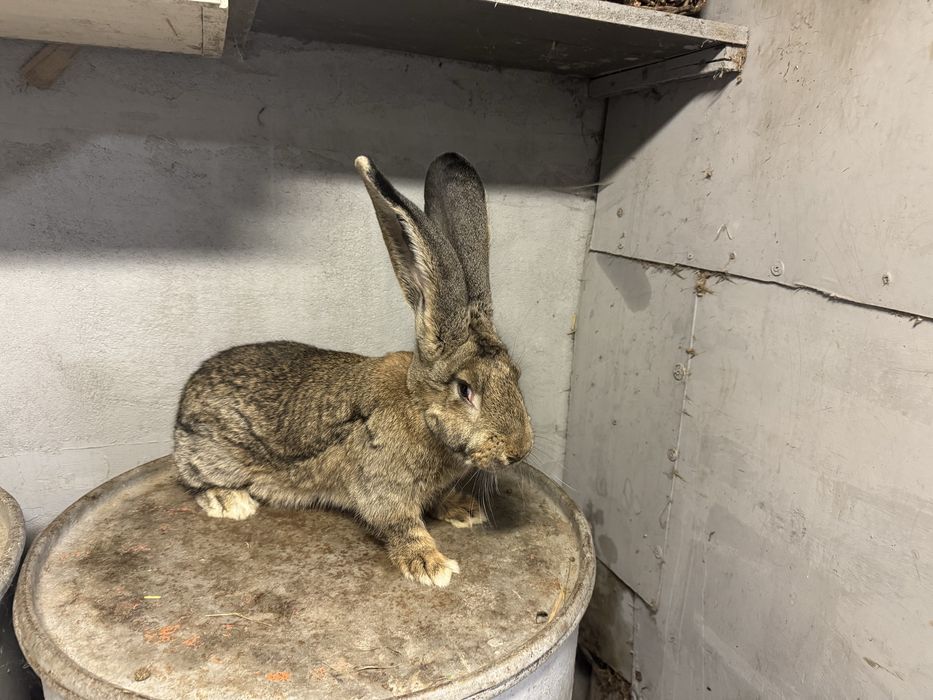 Olbrzym belgijski szary samce 2 sztuki 5.2kg