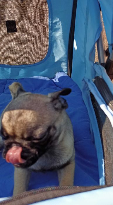 Pug Carlin lindo