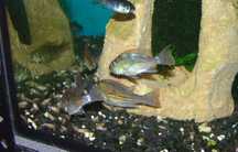 Ziemiojad geophagus sveni