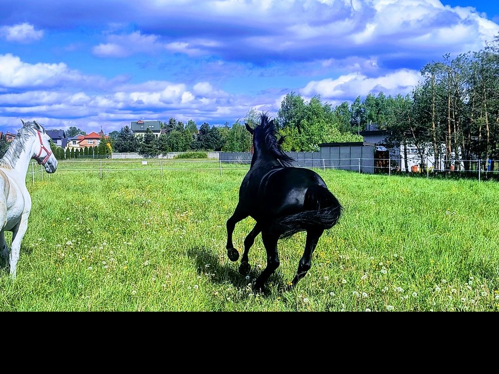 Sprzedam klacz skarogniada