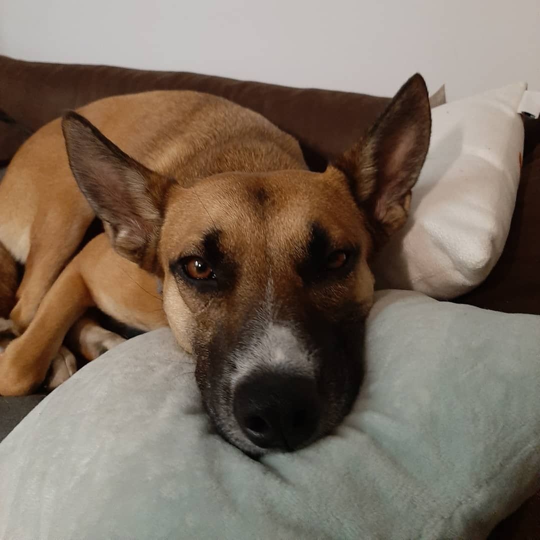 Suczka do adopcji