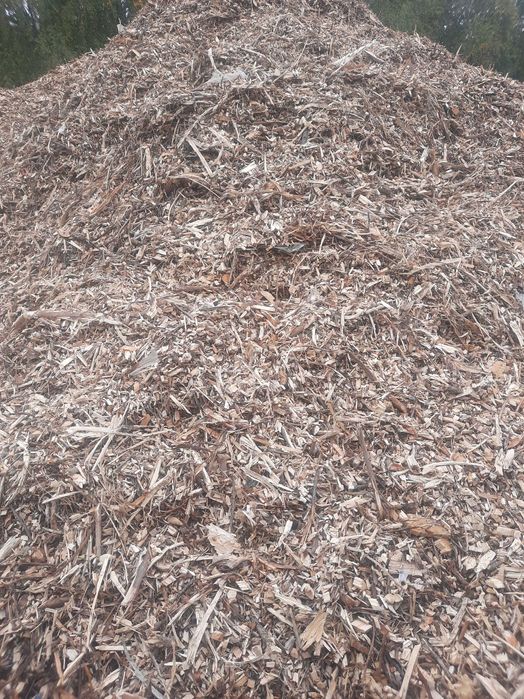 Skup zrębki zrąbka, odpadów tartacznych, zrzyn