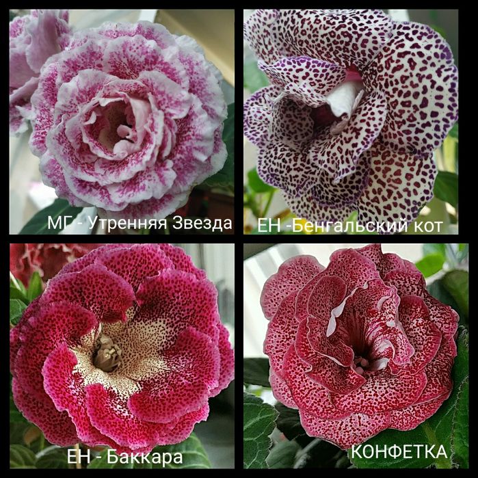 Глоксинии сортовые, клубни