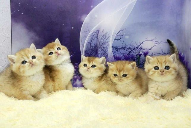 Чудові кошенята-шиншилята в золотому забарвленні