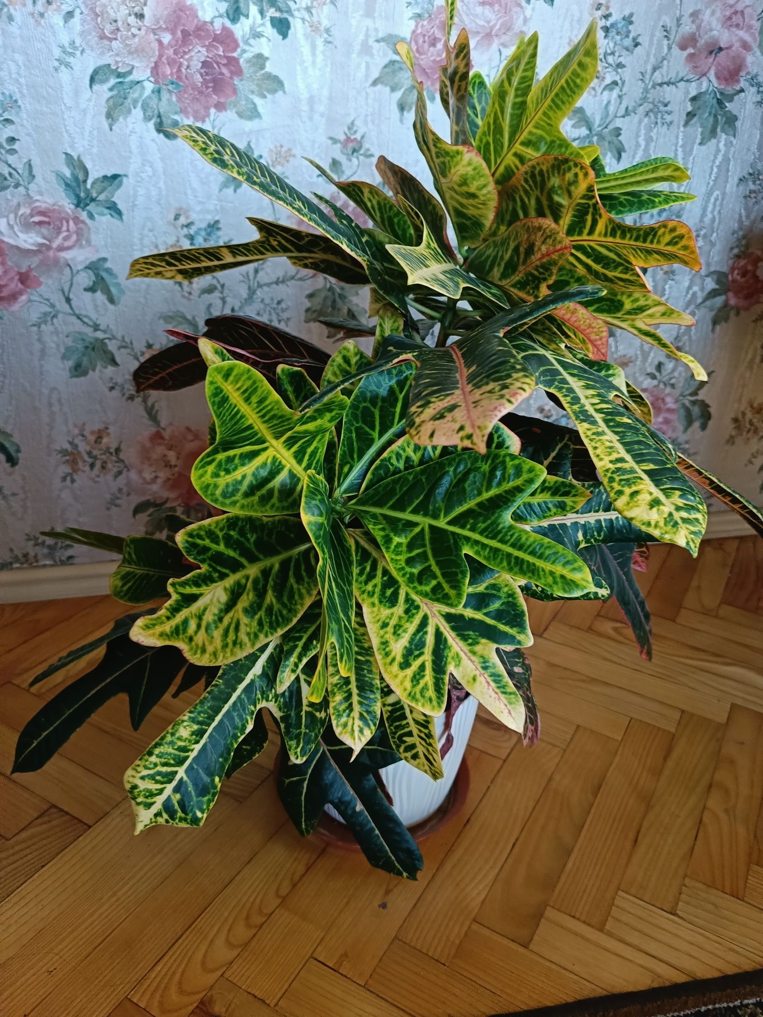 Kroton 70 cm 80 cm
